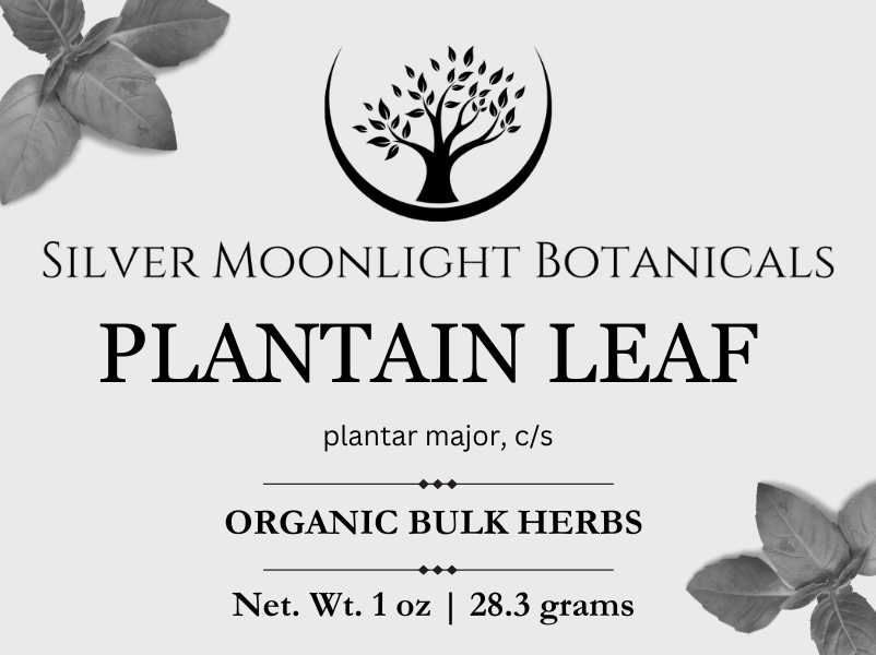 Plantain Leaf | Organic Plantain Leaf | Plantago major