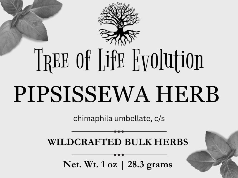 Pipsissewa Herb | Wildcrafted Pipsissewa Herb | Chimaphila umbellate
