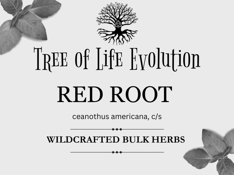 Red Root | Wildcrafted Red Root | Ceanothus americana