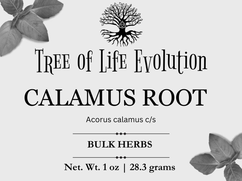 Calamus Root | German Ginger | Myrtle Grass | Acorus calamus