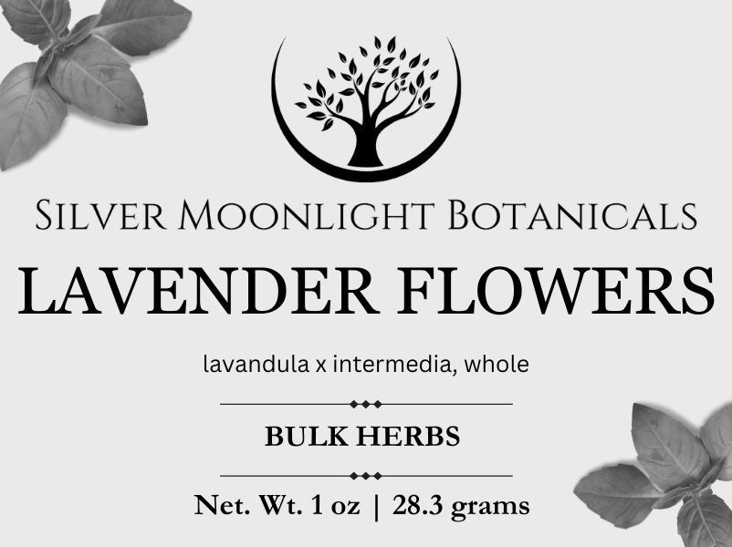 Lavender Flowers | Strong Blue Color Lavender Flowers | Lavandula x intermedia